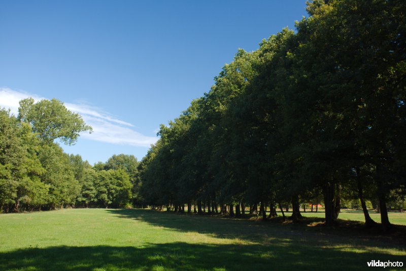 Graslanden en bomenrijen