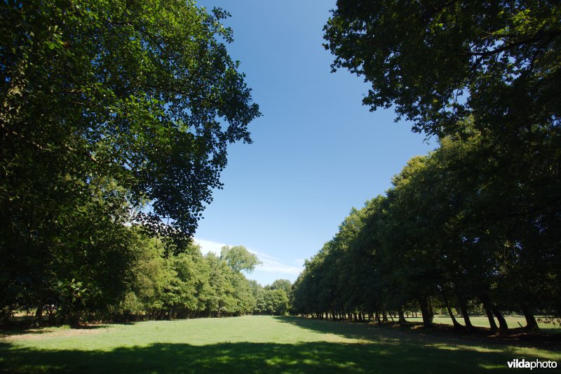 Graslanden en bomenrijen