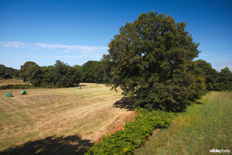 Kleine landschapselementen tussen landbouw