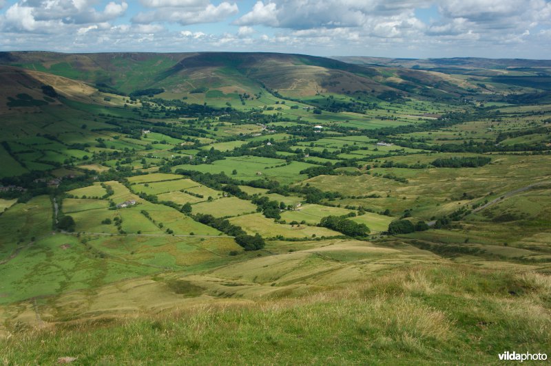 Houtkanten in de heuvels van het Peak District