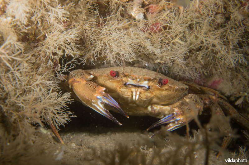 Fluwelen zwemkrab in rotsspleet