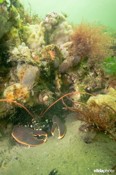 Kreeft onder steen met oesters, zakpijpen en wier