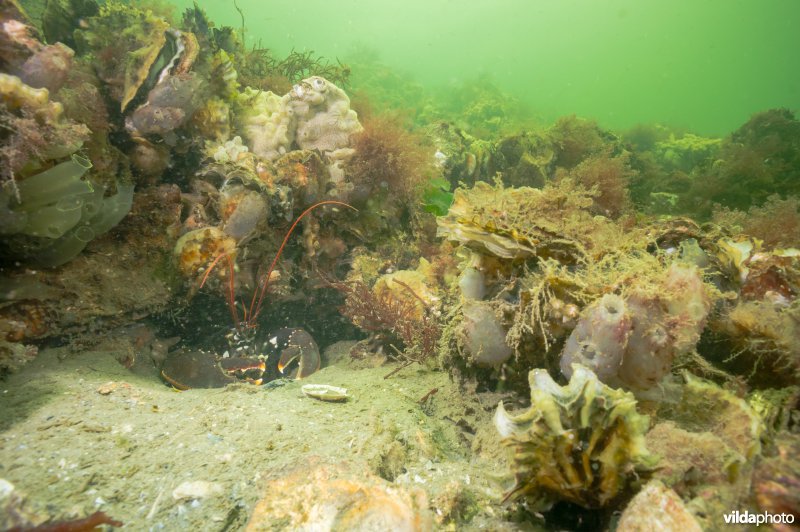 Kreeft onder steen met oesters, zakpijpen en wier