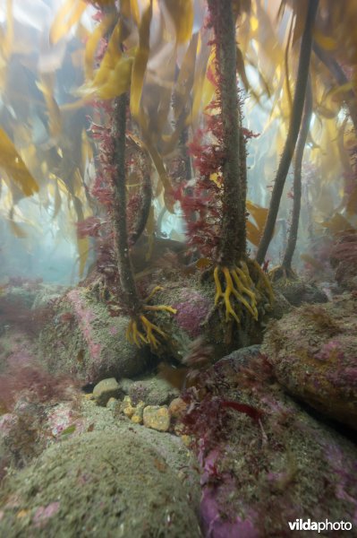 Kelpwoud op steen met roodwier en kalkkorstwier