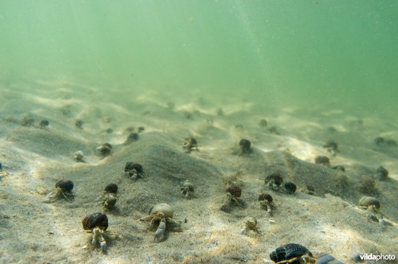 Grote groep kleine heremietkreeften in zwinnetje