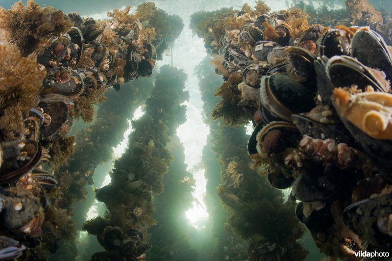 Mosselhangculture begroeid met allerlei ander onderwaterleven
