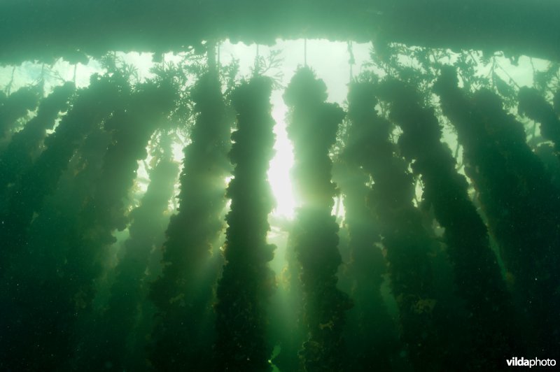 Mosselhanculture in tegenlicht