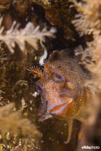 Nieuwsgierige gehoornde slijmvis