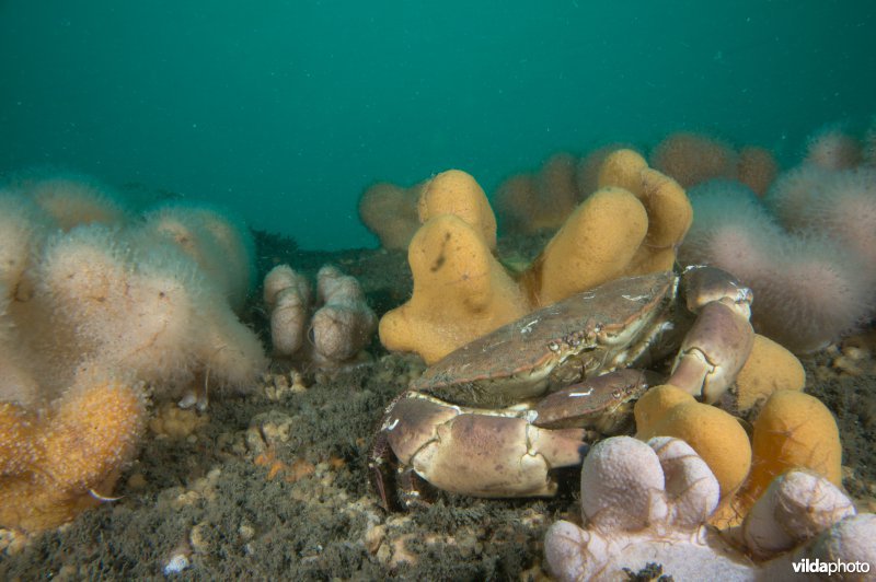 Paartje Noordzeekrabben