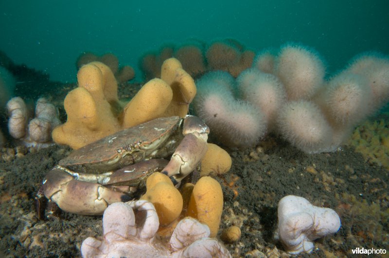 Paartje Noordzeekrabben