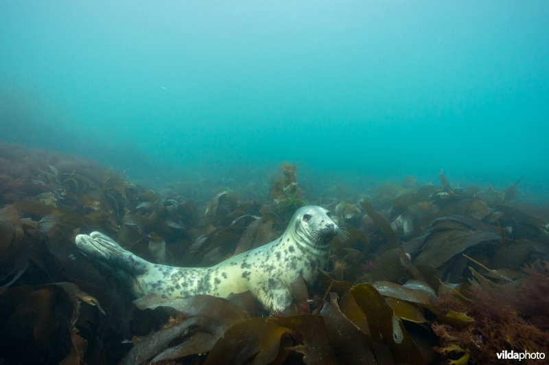 Grijze zeehond hangt op de bladeren van het kelpwoud