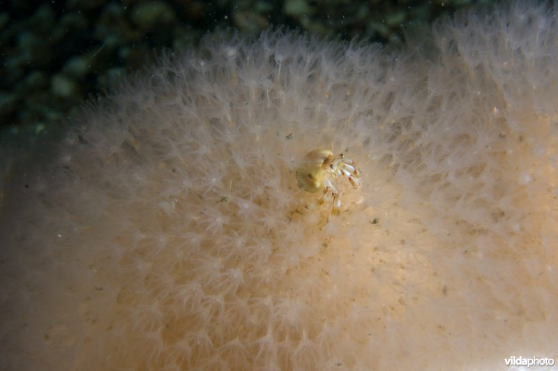 Heremietkreeftje in Dodemansduim