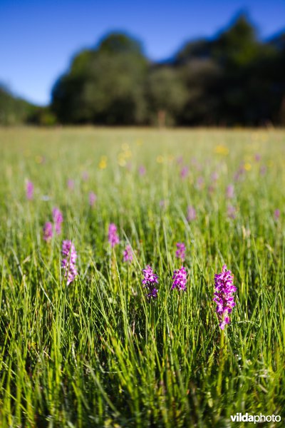 Orchideëenweelde