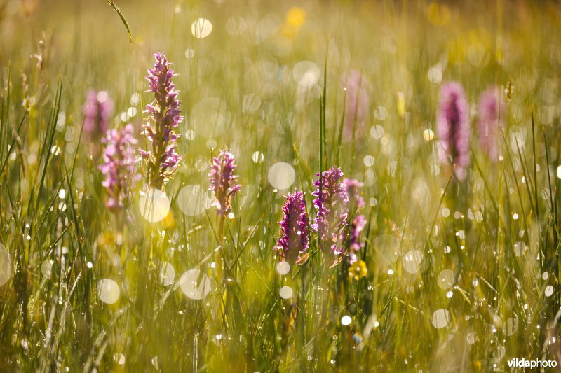 Orchideëenweelde