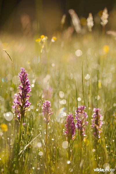 Orchideëenweelde