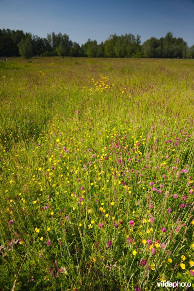 Bloemrijk grasland