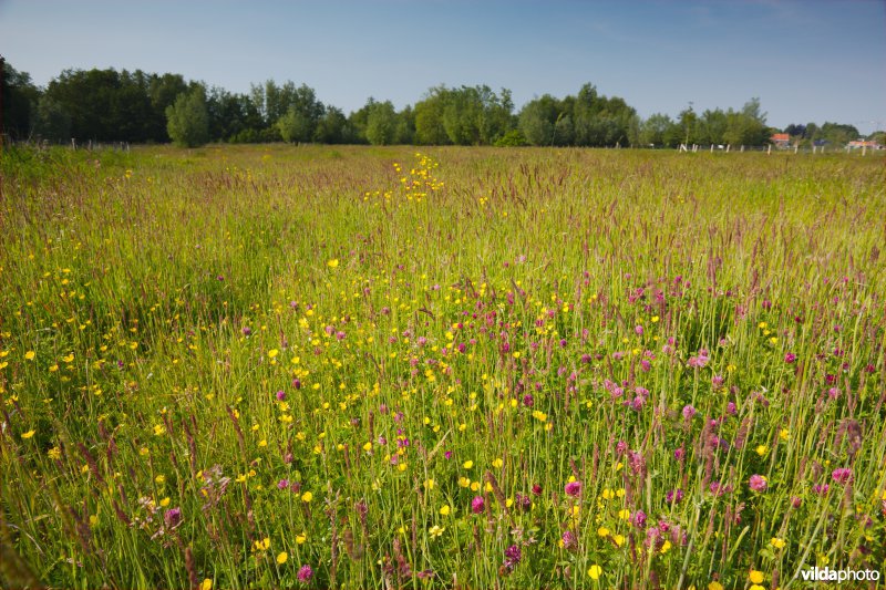 Bloemrijk grasland