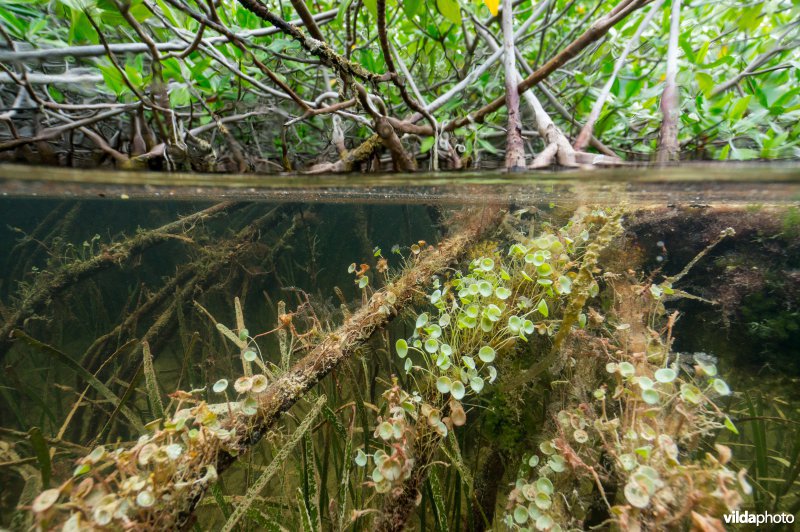 Mangrove en groen parasolwier