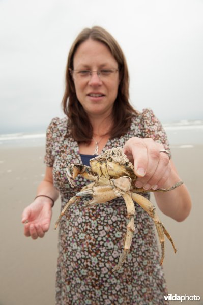 Vrouw bekijkt een strandkrab met zeepokken