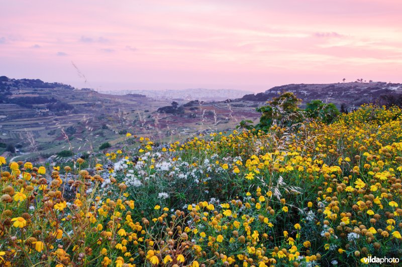 Bloemrijke ruigte op Malta