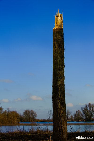Beversporen op drie meter hoogte in een wilg na hoogwater in de Geldersche Poort