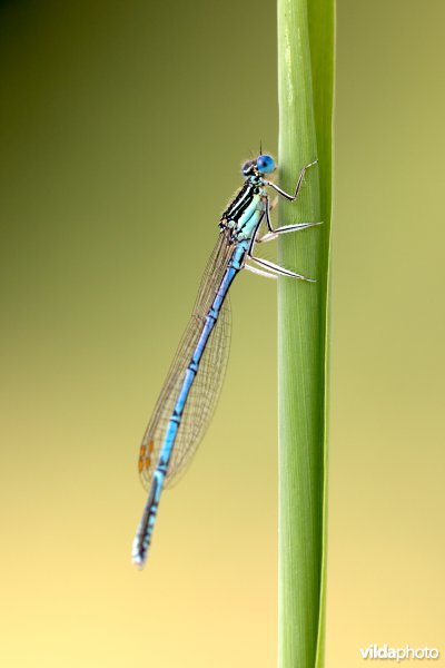 Blauwe breedscheenjuffer
