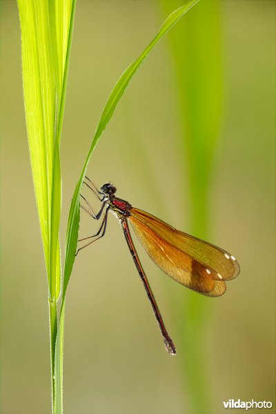 Koperen beekjuffer