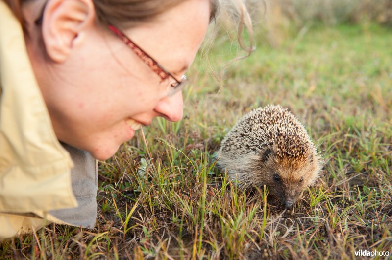 Vrouw bekijkt egel