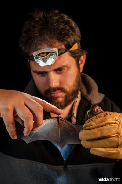 Onderzoeker met grote rosse vleermuis