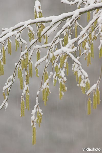 Hazelaar in de sneeuw