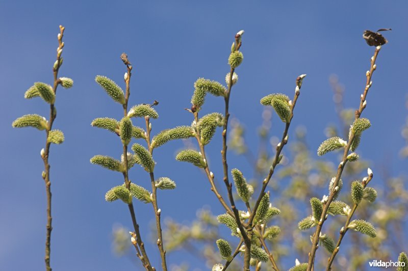 Wilgekatjes