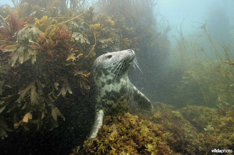 Grijze zeehond onder de golven