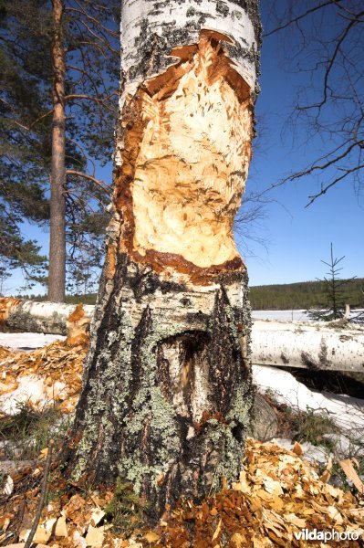 Knaagsporen van Bever