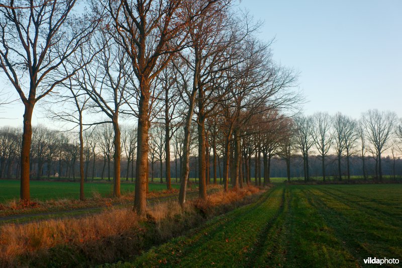 Dreven bij zonsondergang