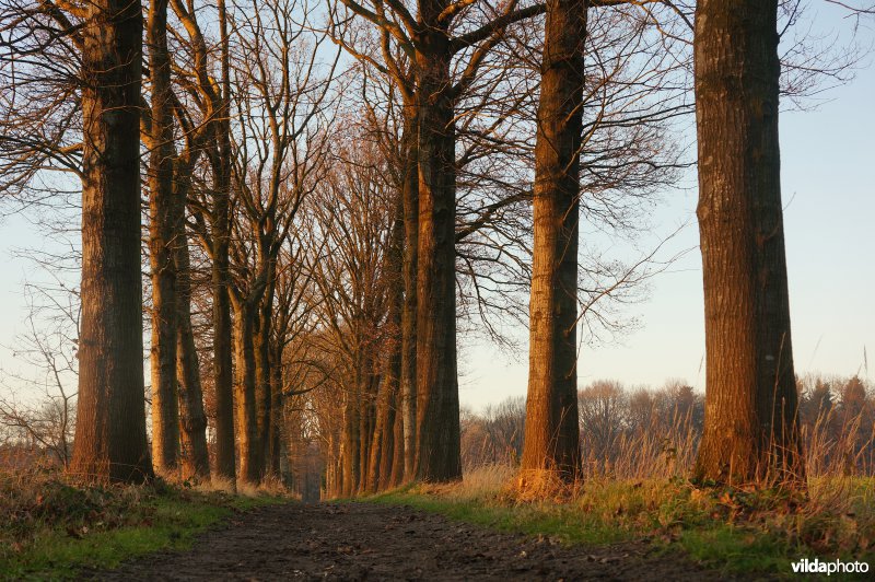 Dreven bij zonsondergang