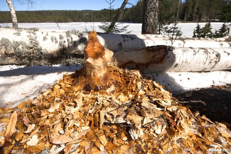 Knaagsporen van Bever