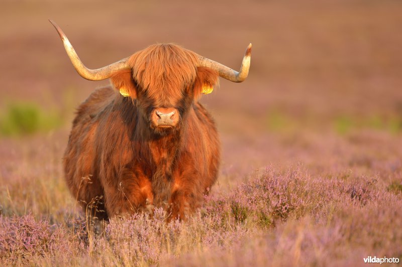 Schotse hooglander in de heide