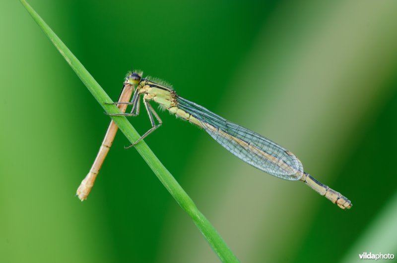 waterjuffer eet het achterlijf van een andere waterjuffer
