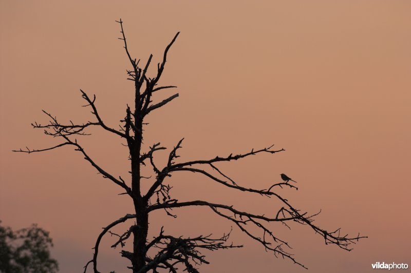 Witte kwikstaart op boompje