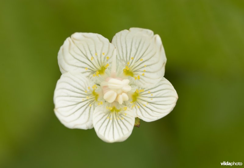 Close-up van bloem van Parnassia