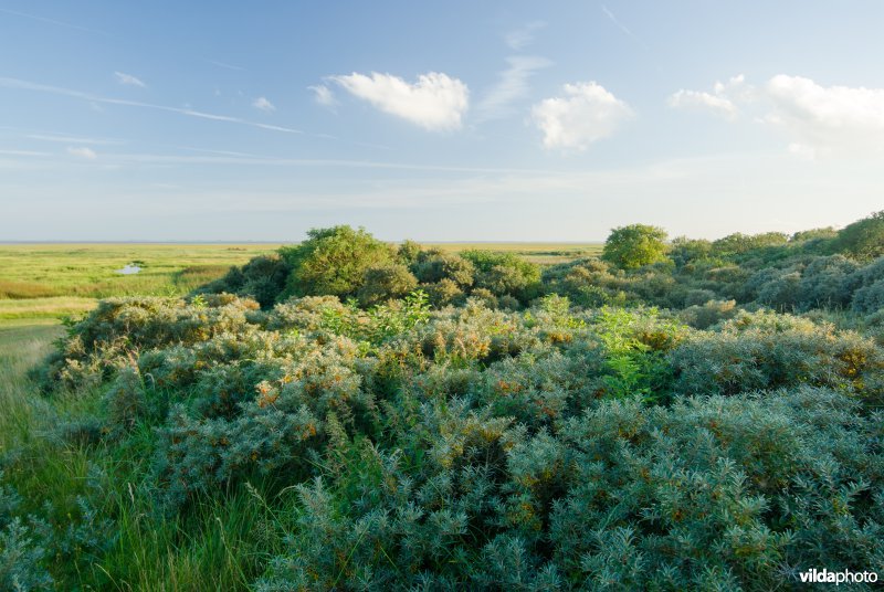 Duinstruweel nabij het dorp Schiermonnikoog en de Westerplas.