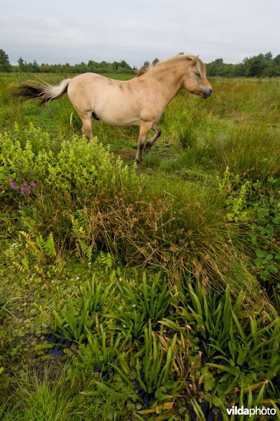 Fjordenpony in weide aan sloot met krabbenscheer in de Wieden