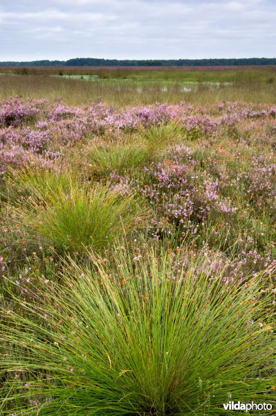 Heidelandschap in Nationaal park Dwingelderveld