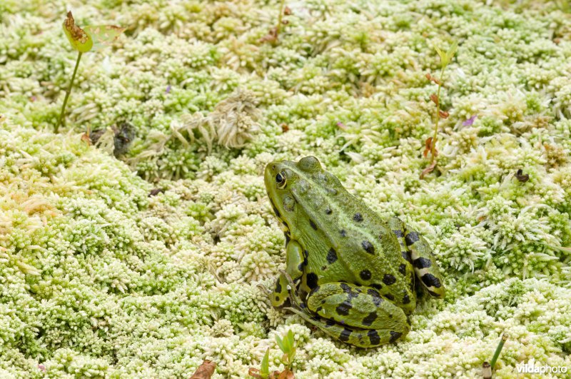 Groene kikker op veenmos