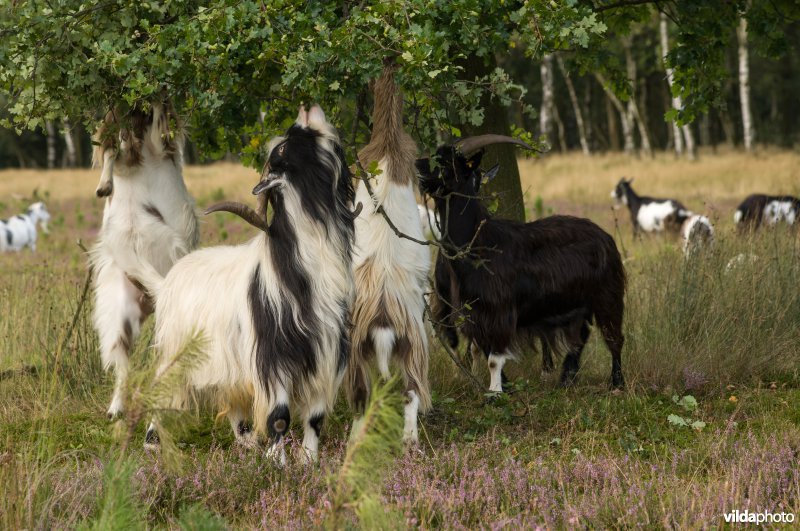 Begrazing met geiten