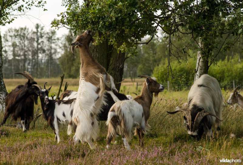 Begrazing met geiten