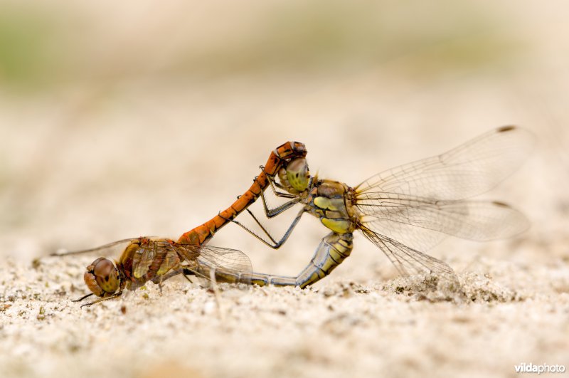 Parende heidelibellen zitten op de grond