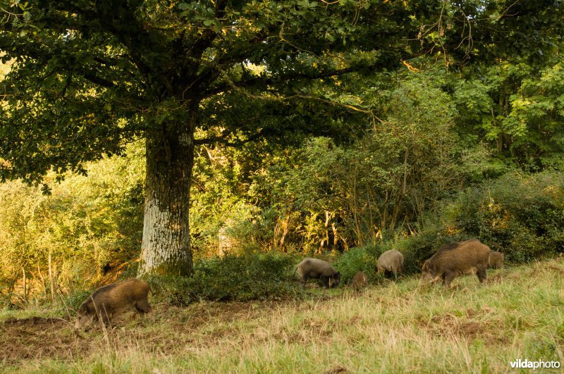 Wilde zwijnen op zoek naar eikels in bosrand