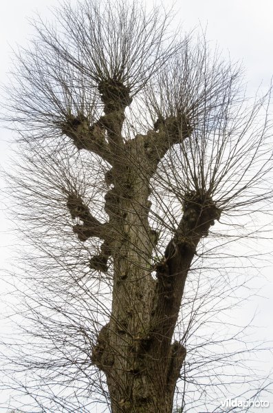 Gekandelaberde Hollandse linde