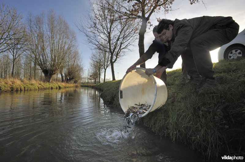 Uitzetting van blankvoorn